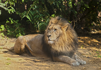 Image showing Male Lion