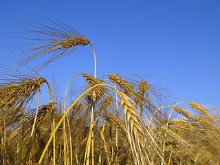 Image showing Barley