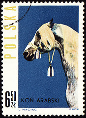 Image showing Arabian horse on post stamp