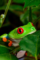 Image showing Red Eyed Tree Frog Closeup