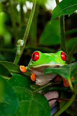 Image showing Red Eyed Tree Frog in Leaves