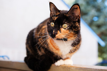 Image showing Calico Cat Outdoors