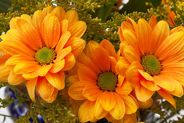 Image showing Orange chrysanthemum flowers