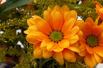 Image showing Orange chrysanthemum flowers