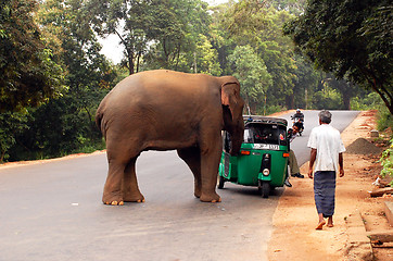 Image showing Wild Elephant's Attack