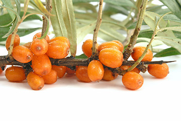 Image showing Sea-buckthorn