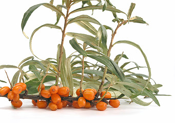 Image showing Sea-buckthorn