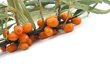 Image showing Sea-buckthorn