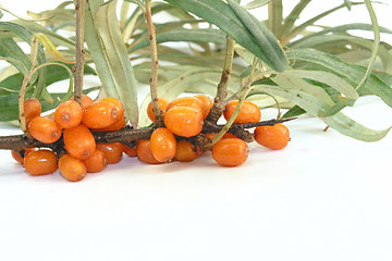 Image showing Sea-buckthorn