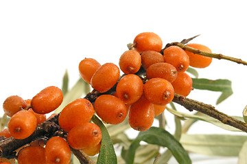 Image showing Sea-buckthorn