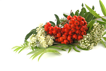 Image showing European Rowan fruit