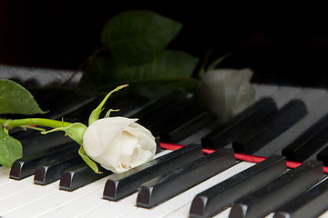 Image showing Rose on Piano keys