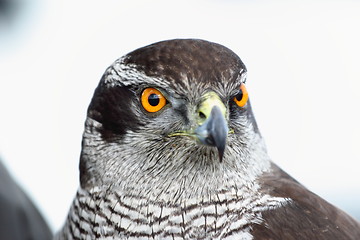 Image showing falco peregrinus