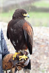 Image showing harris hawk