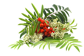 Image showing European Rowan fruit