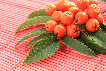 Image showing European Rowan fruit