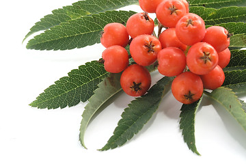 Image showing European Rowan fruit