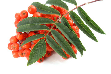 Image showing European Rowan fruit