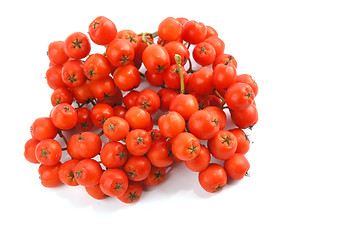 Image showing European Rowan fruit