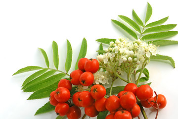 Image showing European Rowan fruit