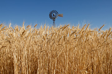 Image showing Wheat Grass in Farm Field with Windmill