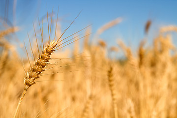 Image showing Wheat Grass in Farm Field