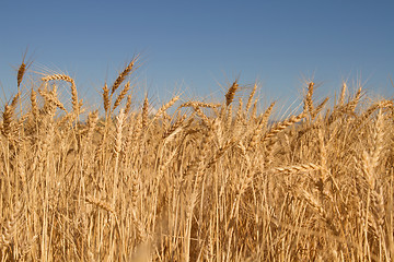 Image showing Field of Wheat Grass