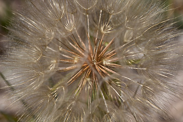 Image showing Dandelion Flower Seed Macro Background
