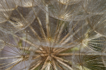 Image showing Dandelion Flower Seed Head Macro Closeup