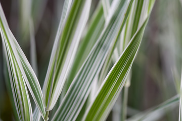 Image showing Ribbon Grass Abstract Background 2