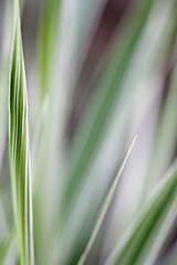 Image showing Ribbon Grass Abstract Background