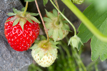 Image showing Red Ripe Strawberry Fruit