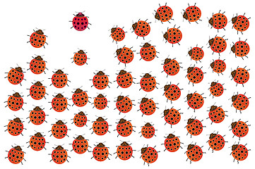 Image showing Ladybird