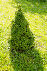 Image showing Decorative plant juniper bush grow garden meadow 