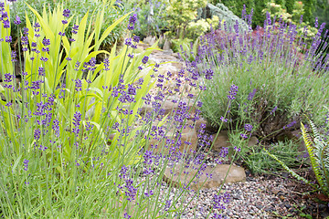 Image showing Garden Path with English Lavender Flowers