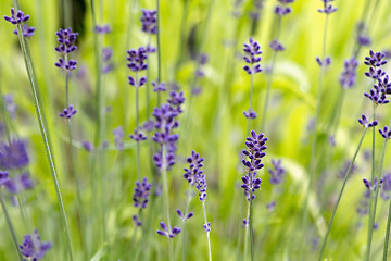 Image showing Lavender Flowers Background