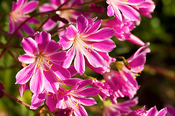 Image showing Lewisia Cotyledon Flowers