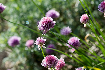 Image showing Garlic Chives Flowers