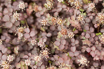 Image showing New Zealand Burr Groundcover