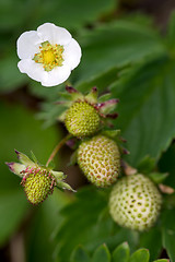 Image showing Strawberry Plant with Fruits and Flower