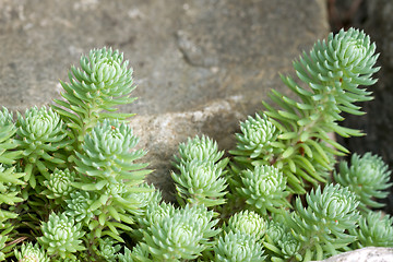 Image showing Succulents Growing by the Rocks