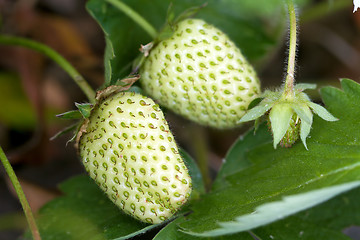 Image showing Unripe Green Strawberry Fruits