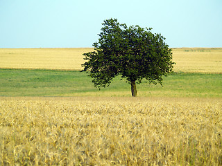 Image showing lonely tree