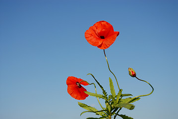 Image showing poppys