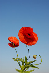 Image showing poppy