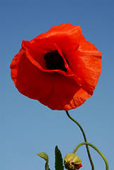 Image showing poppy