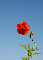 Image showing poppy