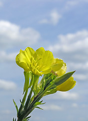 Image showing evening primrose