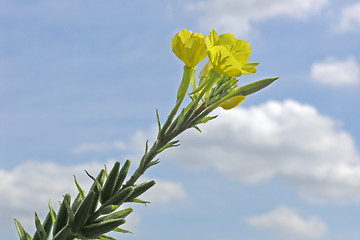 Image showing evening primrose