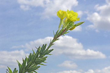 Image showing evening primrose